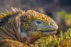 Ecuador-Galapagos National Park-South Plaza Island. Land iguana head close-up. Art Print